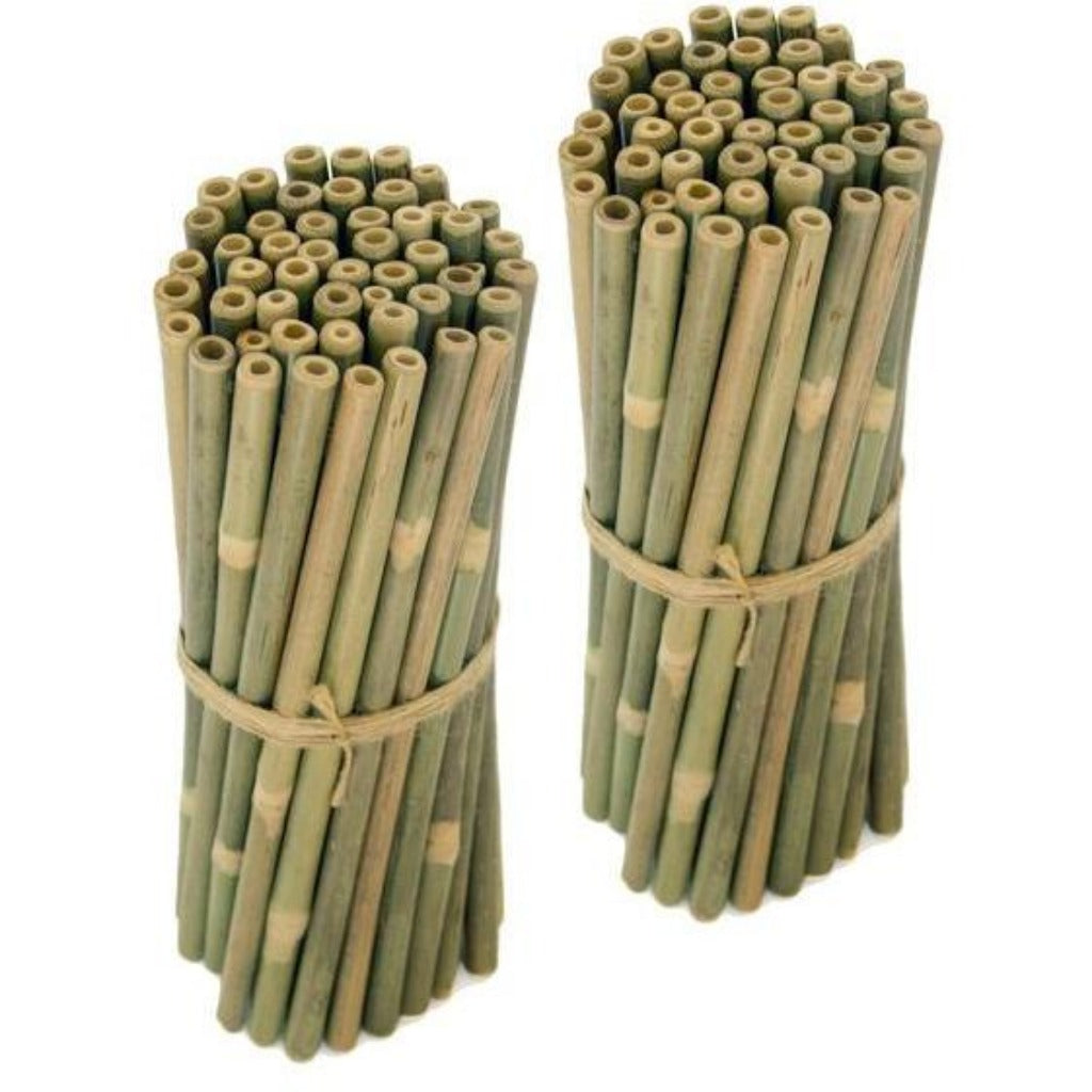 Brush with Bamboo Bombilla Bambú 50 Unidades Bombillas para Smoothie Bambú Extra Grande